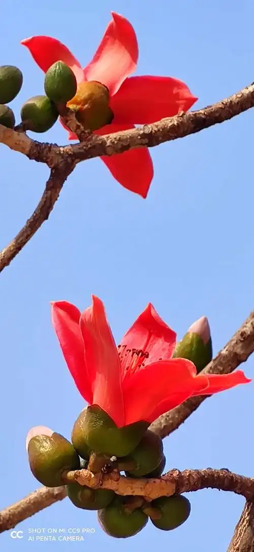 广州市花木棉花绚丽多彩.