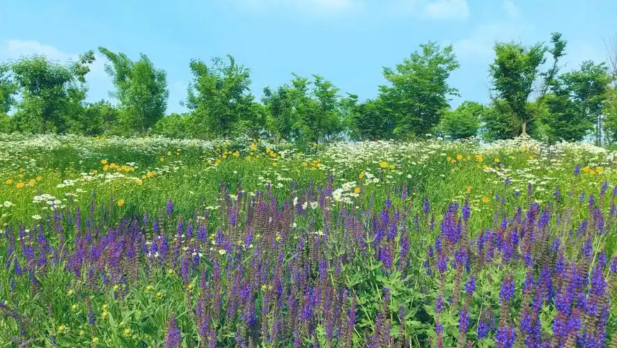 郑州专属的"莫奈花园",开始"绘制"今年的画作了