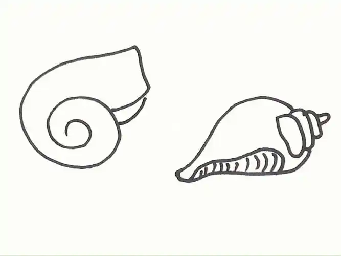 简笔画画海螺画时代美术