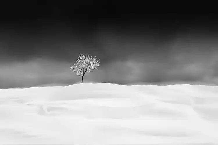 【皇冠】黑白修图第27课-孤独的树