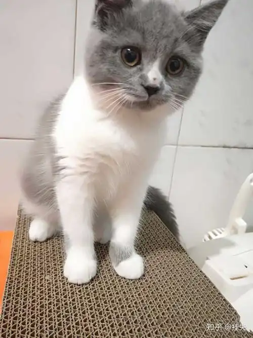 英短蓝白,(广义).蓝猫是很适合家庭饲养的宠物.