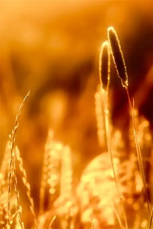 好看的非主流金色唯美风景图片iphone手机壁纸下载