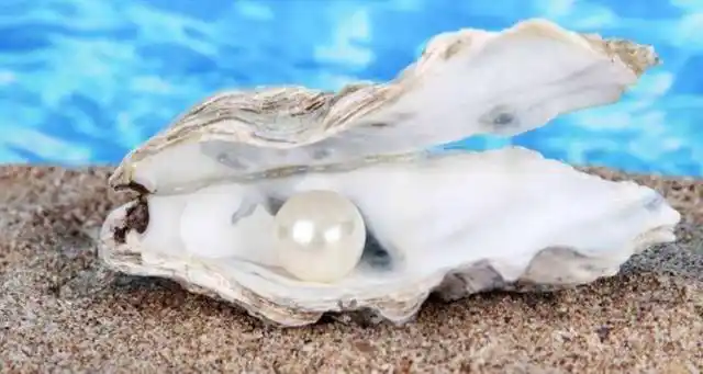 产珍珠的贝类叫珍珠贝.