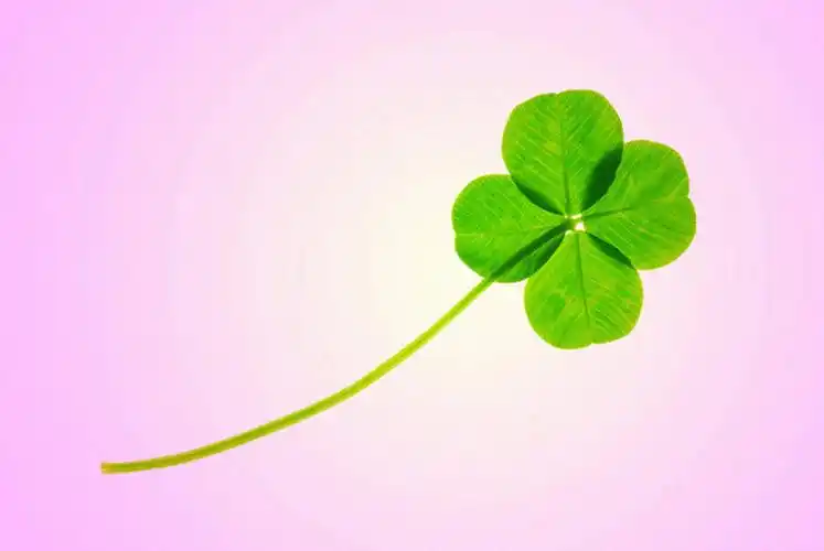 人,横图,室内,特写,白天,正面,自由,叶子,一片,粉色背景,绿叶,四叶草