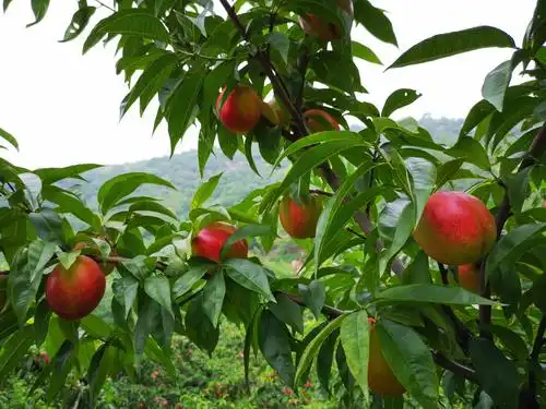 水泉村九莲山蟠桃园采摘开始啦!