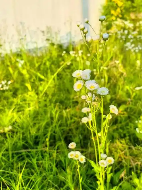 10首唯美落叶诗词,10种醉人意境,句句抒情,字字入心