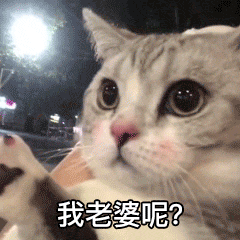 萌宠gif猫星人gif我老婆呢gif期待gif呆萌gif可爱gif