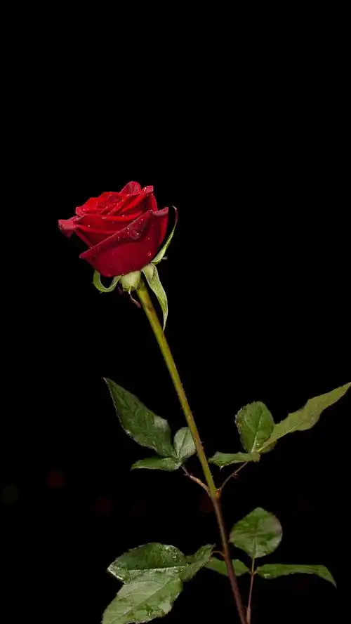 玫瑰花是爱情的象征,植物-手机壁纸