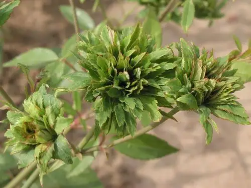 罕见的绿色月季绿萼