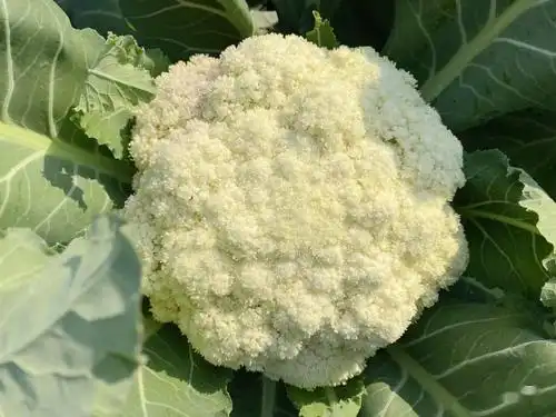 原产地直采!爽脆清甜!都斛真"靓菜花"!_台山