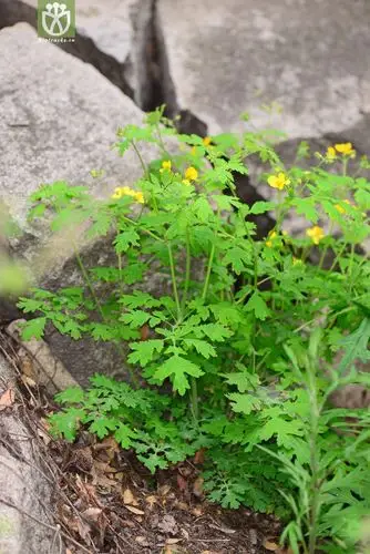 白屈菜(chelidonium majus) (9).jpg 相邻时间拍摄的照片      张