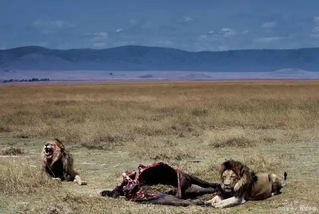 可可西里为什么被称为"生命禁区"?里面究竟有多恐怖?