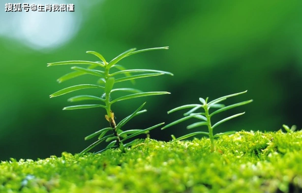 年底运势走出低谷收入大涨日子越来越顺的生肖