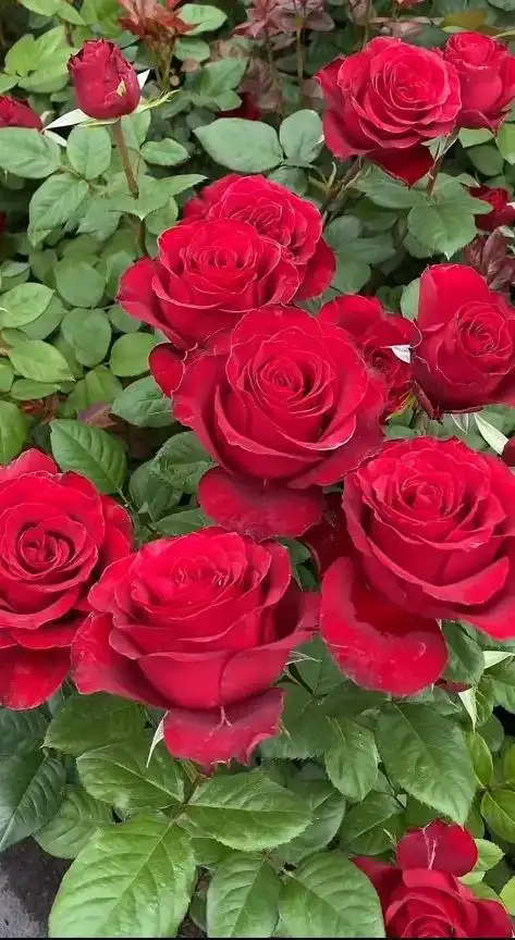 红红火火的高原红月季