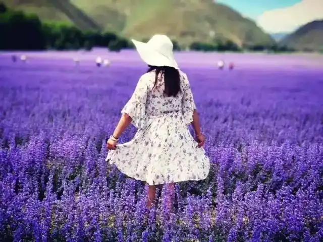 美出天际600亩薰衣草花海免费赏还有雪山草原看个够2天就够