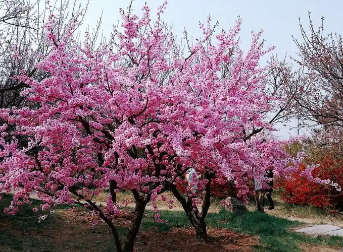 一树梅花香 几度春风醉