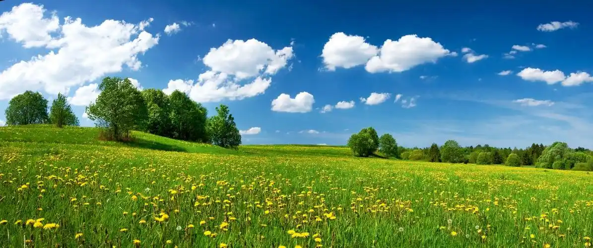 蓝天白云树丛和花海风景图片