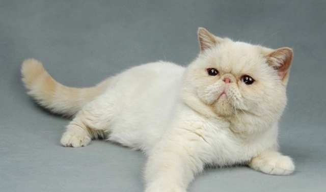 异国短毛猫保留了波斯猫独特的可爱表情与圆滚滚的体型,你喜欢它吗?