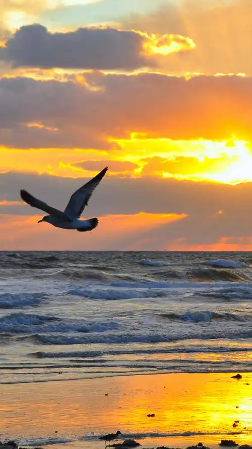 关键词 : 天空,云朵,大海,波浪,海鸥,h5,h5,摄影,风景