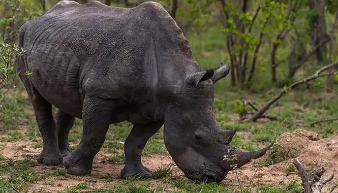 亚洲犀牛角和非洲犀牛角的区别 亚洲犀牛角和非洲犀牛角的差别