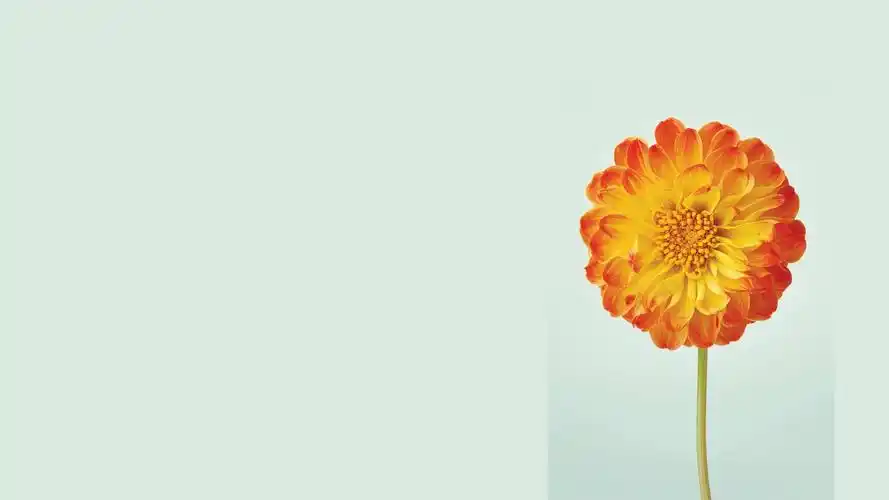 小清新简约创意画高清桌面壁纸