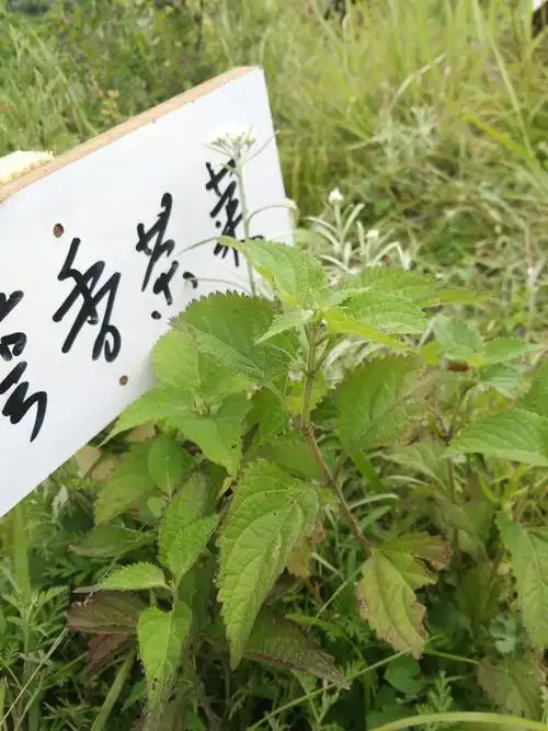 香茶菜(唇形科)