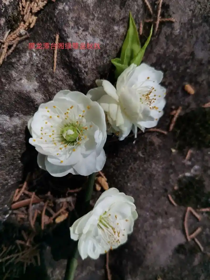 台阁绿萼梅黑龙潭母树原花拍照.