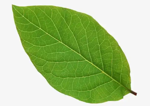 绿色树叶素材1