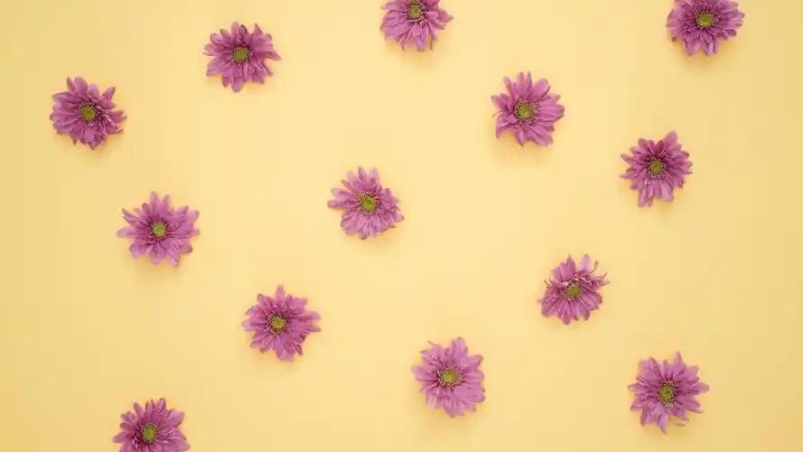 干净ins唯美花朵5k动态壁纸_mac小美人儿-站酷zcool