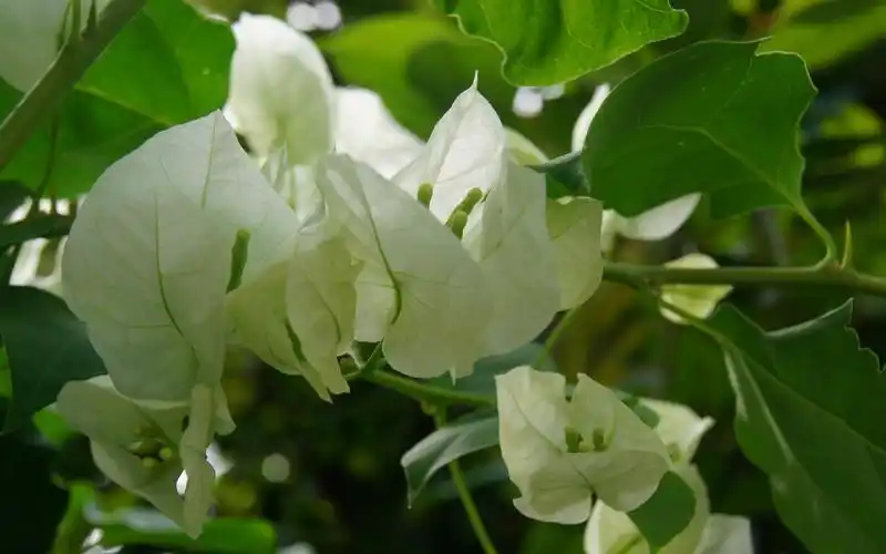 白色三角梅,高清壁纸图片,鲜花背景-回车桌面