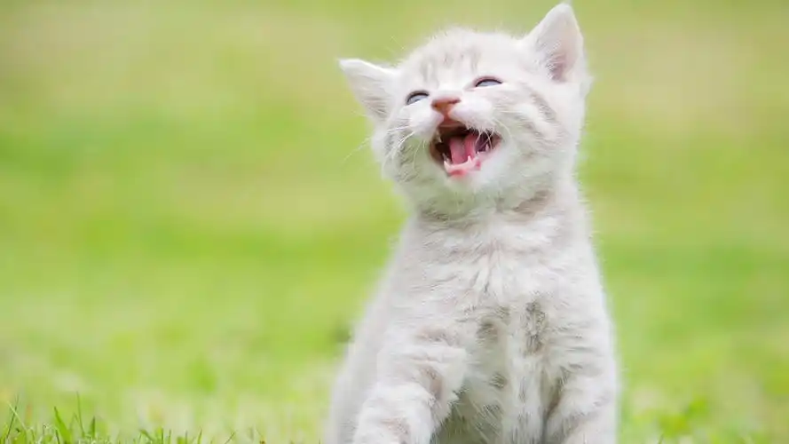 首页 桌面壁纸 动物壁纸 可爱喵咪图片电脑壁纸第二辑 (2/ 4) 2016-07