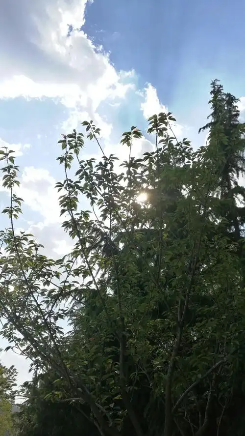 难得的好天气,逆光顺光随手拍几张