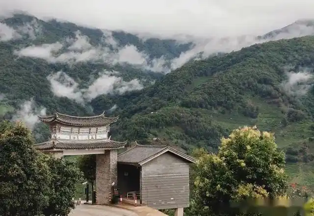 临沧顶级名山头|冰岛老寨