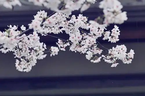 无锡是个樱花城除了鼋头渚很多路上都有拈花湾樱花也很美的