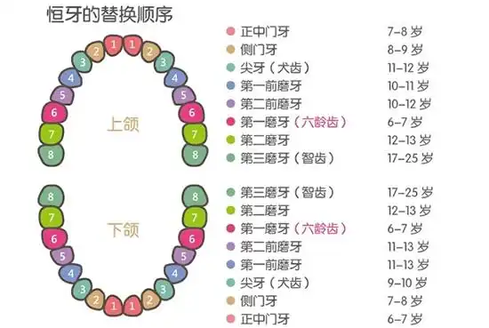乳侧切牙   4颗 8～9岁第一乳磨牙  4颗   10岁换牙后叫做第一双尖牙