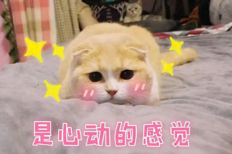 是心动的感觉猫咪猫咪心动感觉表情