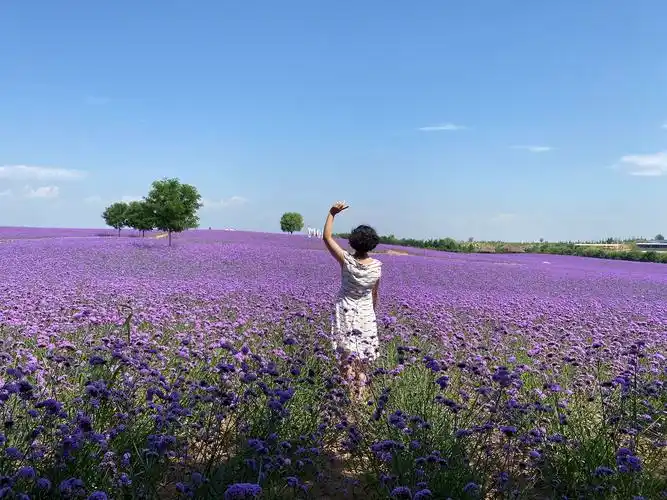 2020,我和花海有个约定