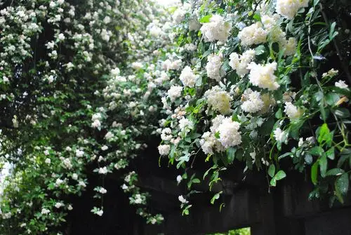 唱了这么多年的七里香是时候认识一下这种植物了