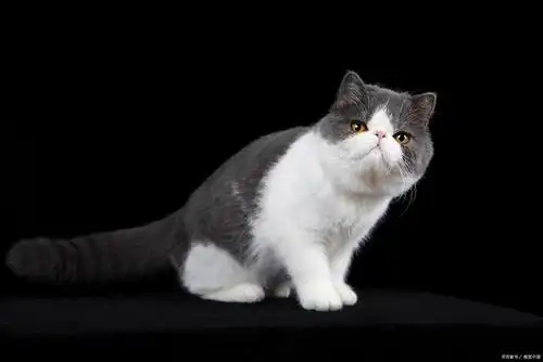 加菲猫三花的贵还是两花贵,养加菲猫应该注意些什么