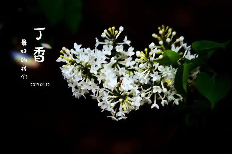 香飘醉人丁香花