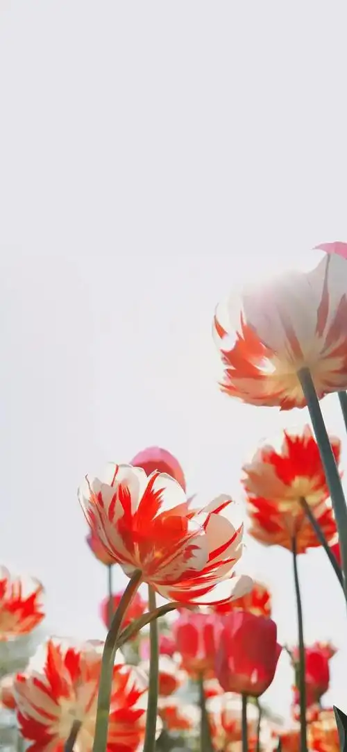 高清壁纸植物花卉治愈养眼小清新唯美