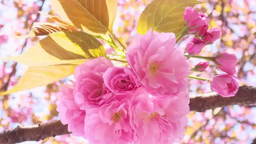 唯美春天樱花清新高清桌面壁纸高清大图预览1920x1080_植物壁纸下载