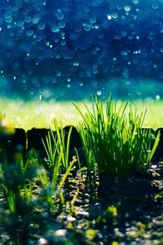 壁纸 自然,草,杂草,背景虚化,绿色 1920x1200 hd 高清壁纸, 图片