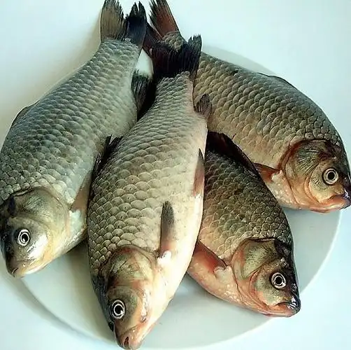 鲫鱼补胃弱兼治毒痰