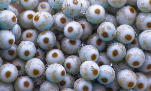 神奇自然/造色彩斑斓的万物宿命