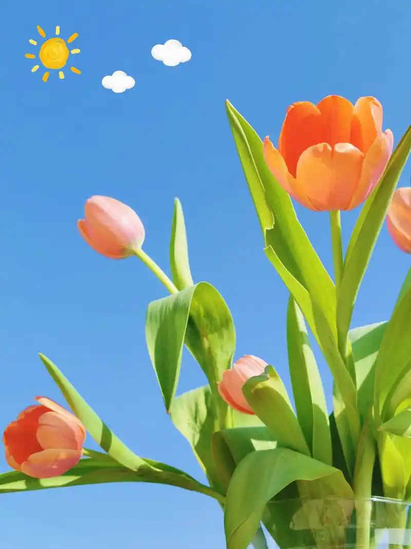 1911_2549竖版 竖屏