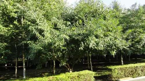 2010年09月05日 - 布衣贵人 - 布衣贵人的博客