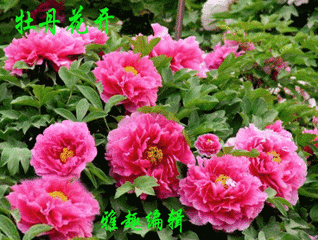 《花开瞬间,刹那芳华》- 编辑:寥廓山- 图片来源