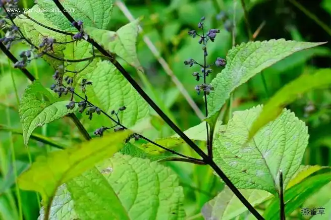 蓝萼毛叶香茶菜