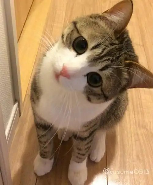 猫宝宝suzume,它的绝招——歪头杀!瞬间被萌翻惹了哈哈哈哈